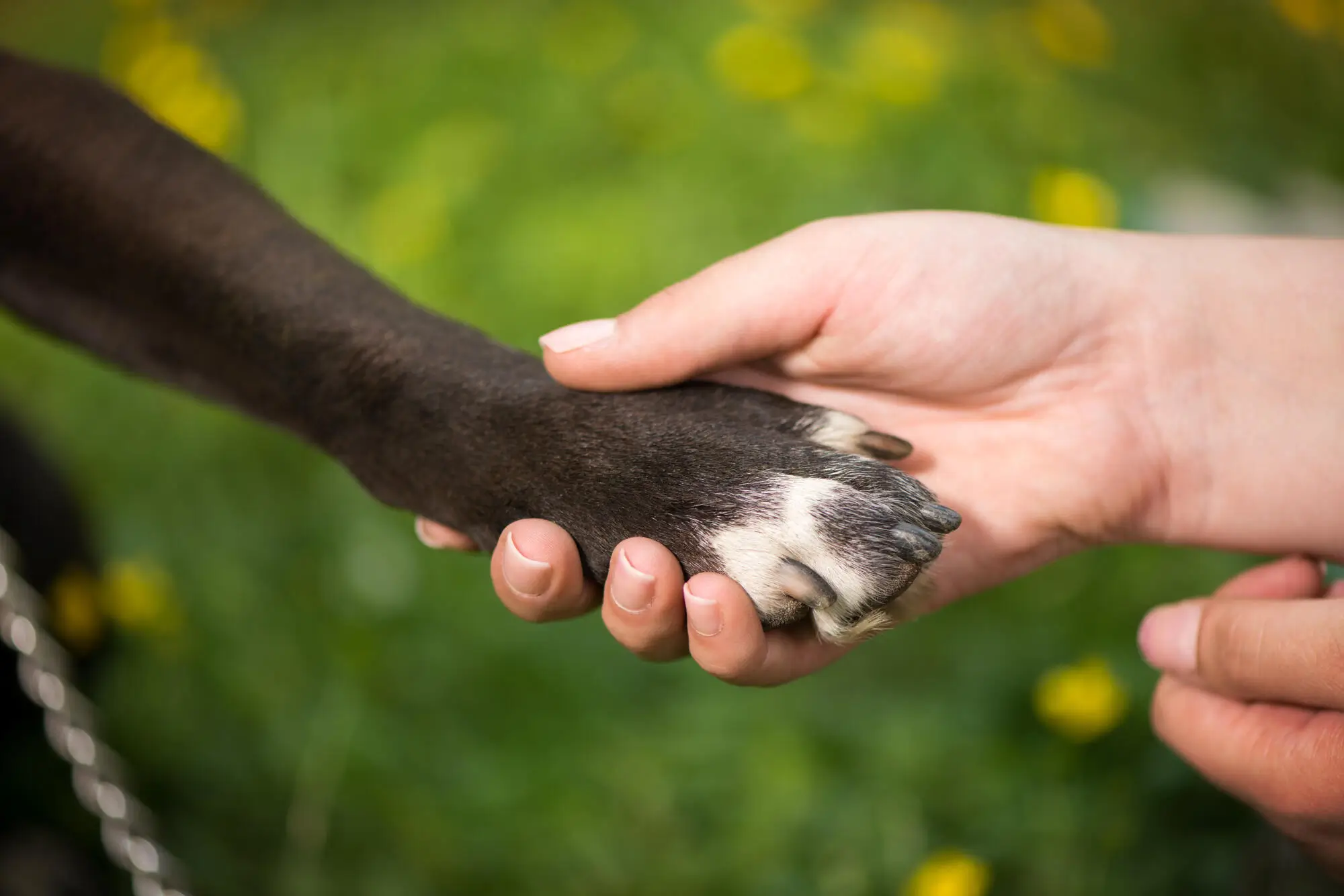 Difference Between Service, Emotional Support Animals, and Pets